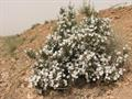 Convolvulus fruticosus